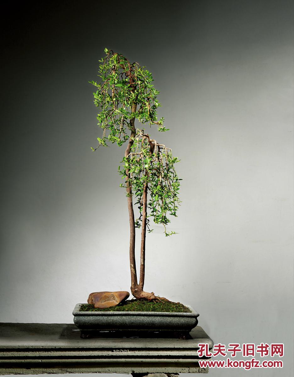 西泠印社2015. 中国园艺盆景.